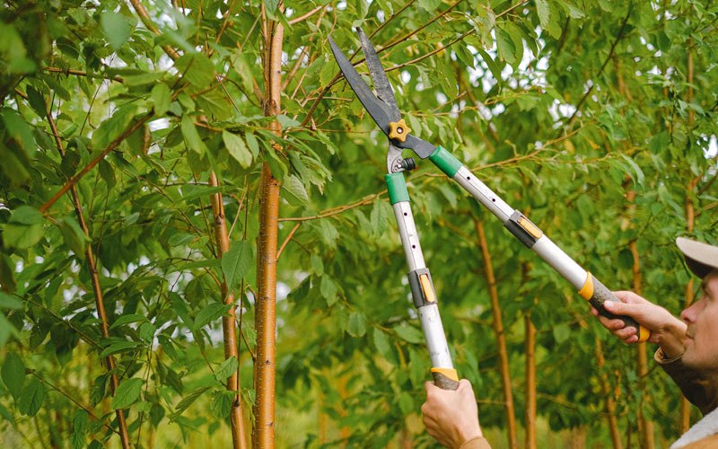 Tree trimming in Geneseo, NY